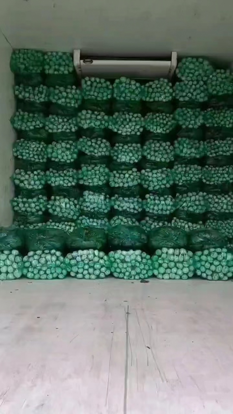 河北精品皇后芹菜大量供应产地直发价格美丽欢迎来电