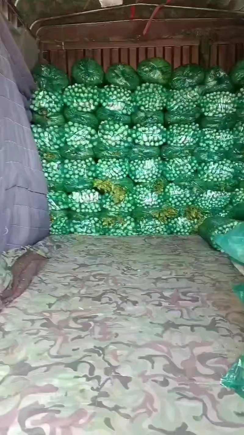 河北精品皇后芹菜大量供应产地直发价格美丽欢迎来电