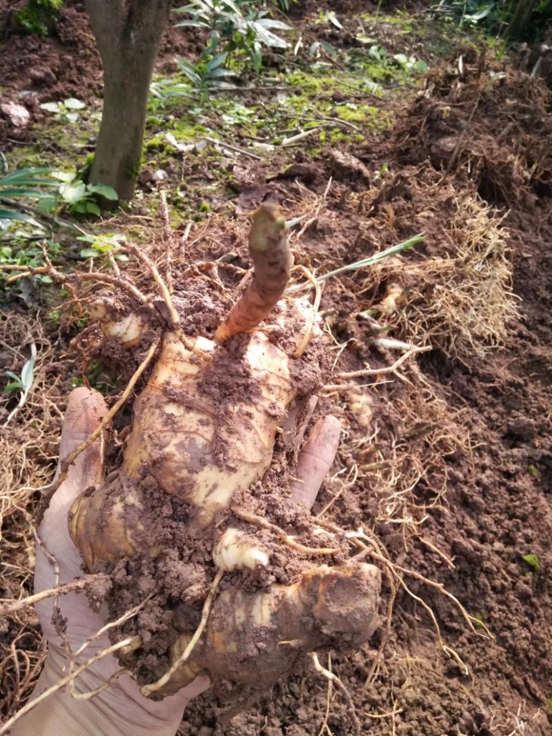 四川多花黄精价格优惠自产自销可视频看货欢迎联系