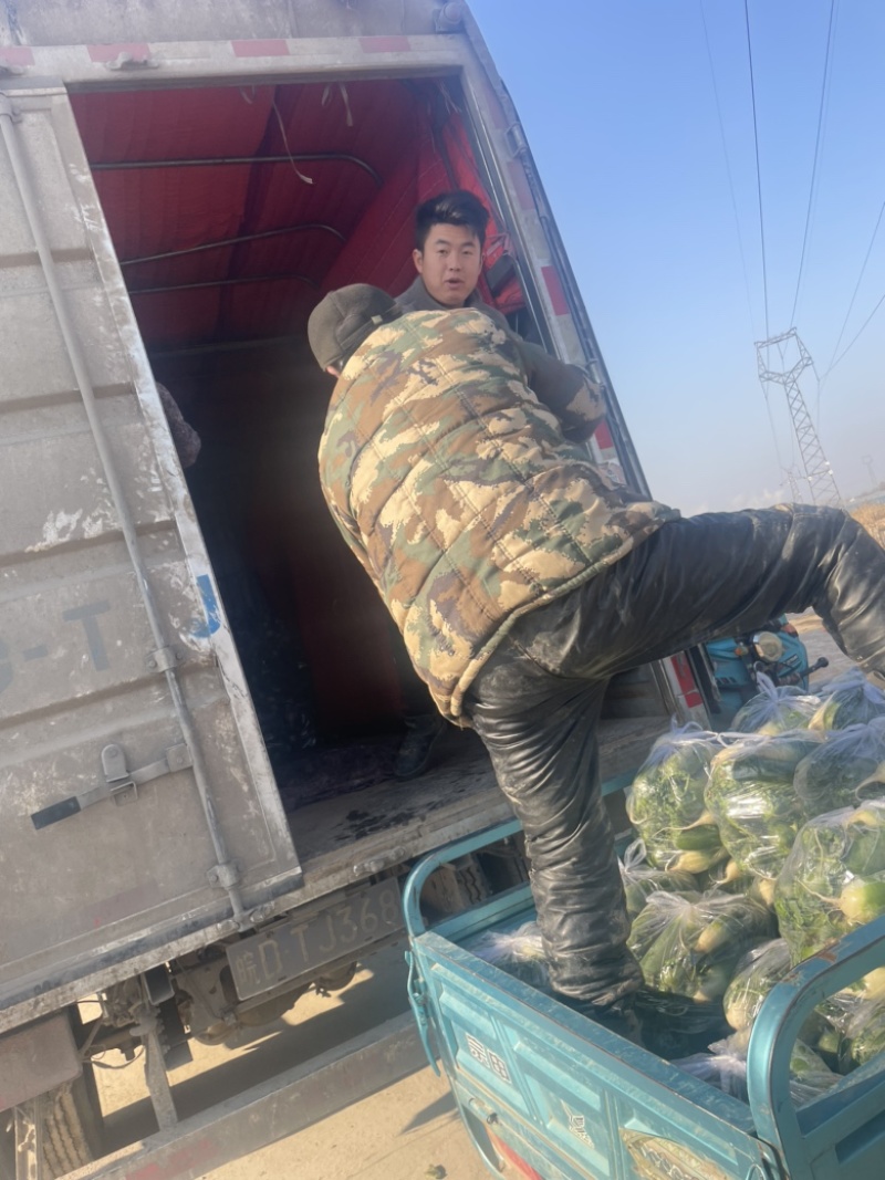 大量萝卜，需要的可以联系