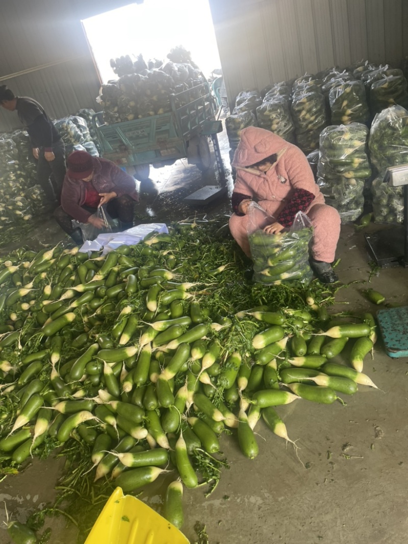 大量萝卜，需要的可以联系