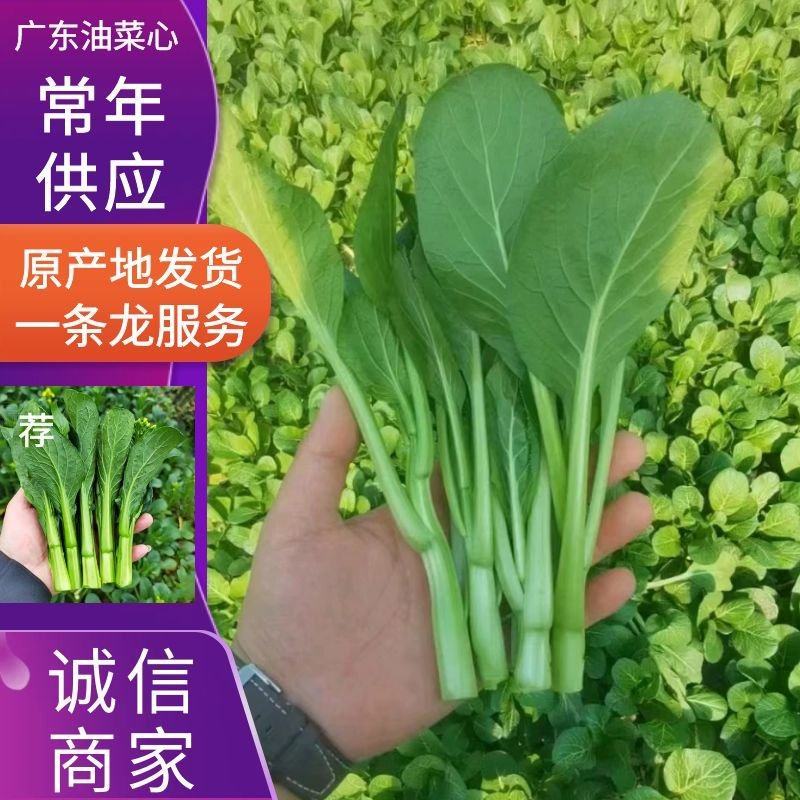 菜心菜苔广东菜心尖叶菜心安徽菜心甜菜心万亩基地