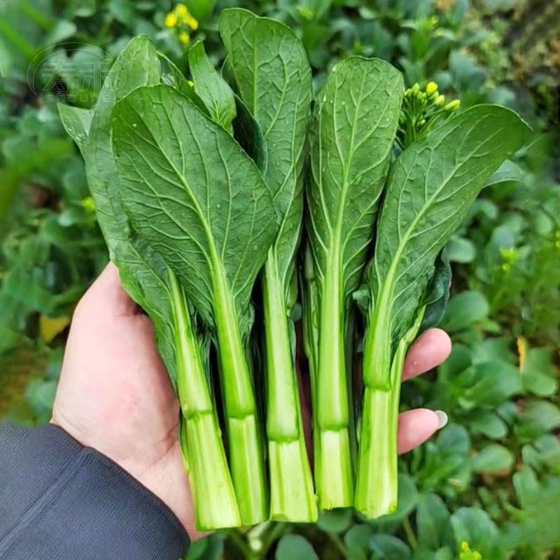 菜心菜苔广东菜心尖叶菜心安徽菜心甜菜心万亩基地