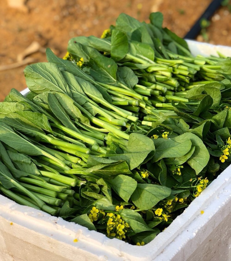 菜心菜苔广东菜心尖叶菜心安徽菜心甜菜心万亩基地