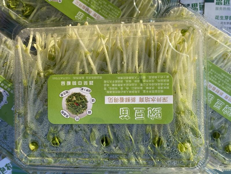 精品水培豌豆苗新品上市，质量保证，品种纯正欢迎联系