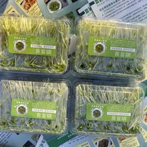 精品水培豌豆苗新品上市，质量保证，品种纯正欢迎