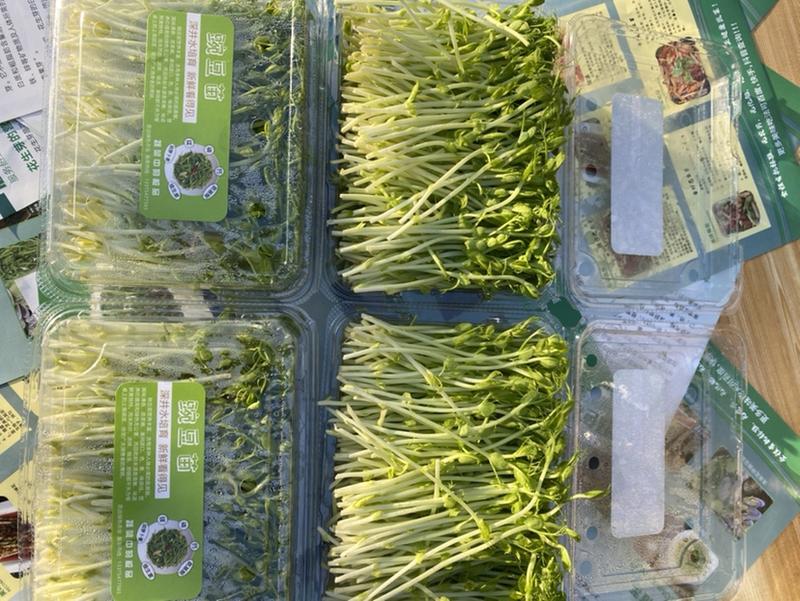 精品水培豌豆苗新品上市，质量保证，品种纯正欢迎联系