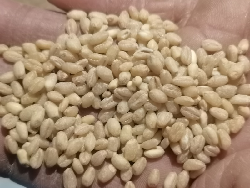 【农户种植】河南小麦精品麦仁品质保障可视频看货欢迎咨询