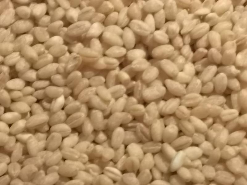 【农户种植】河南小麦精品麦仁品质保障可视频看货欢迎咨询