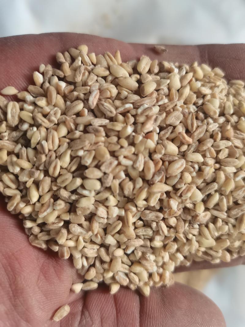 【农户种植】河南小麦精品麦仁品质保障可视频看货欢迎咨询