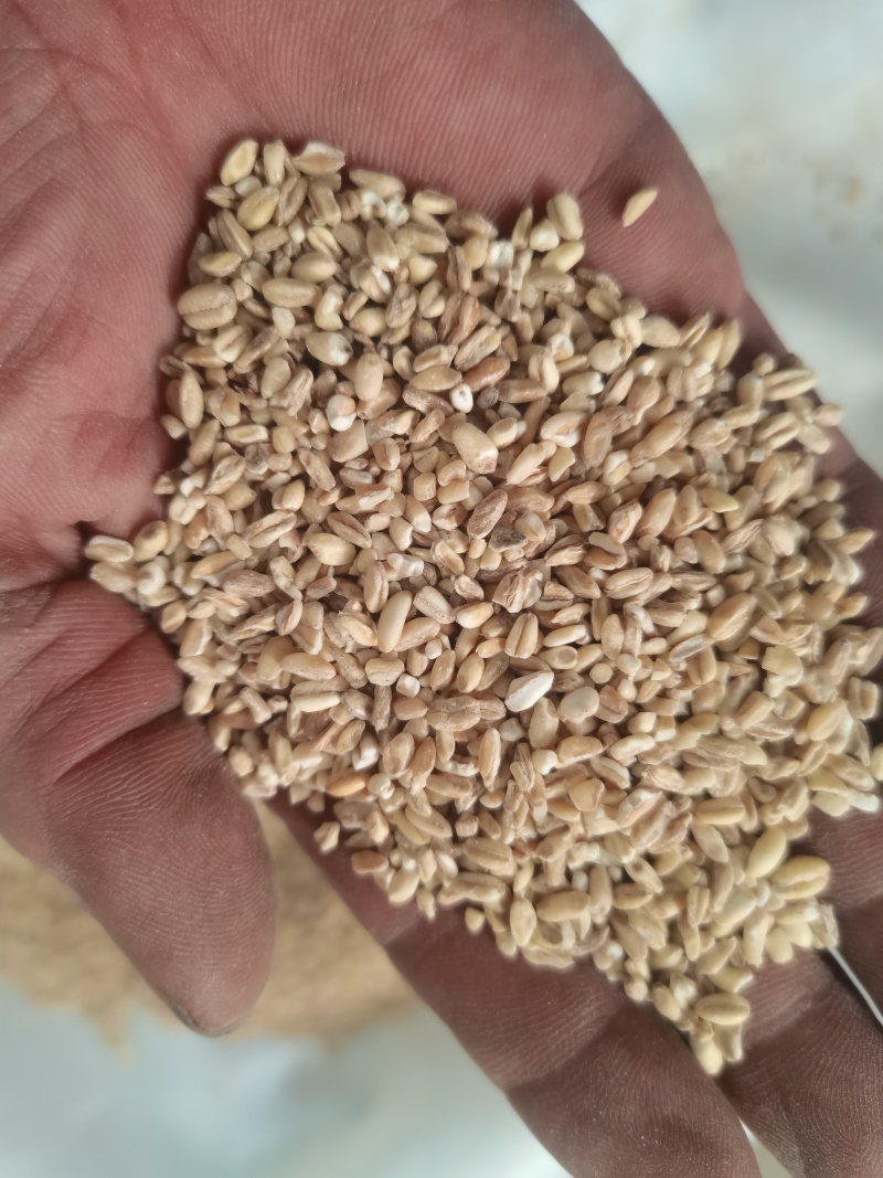 【农户种植】河南小麦精品麦仁品质保障可视频看货欢迎咨询