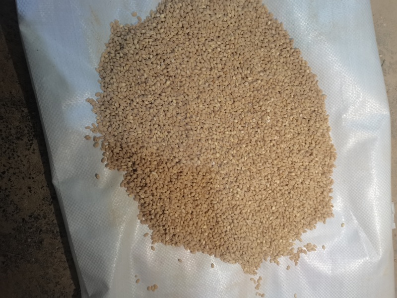 【农户种植】河南小麦精品麦仁品质保障可视频看货欢迎咨询