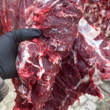 鲁西黄牛鲜牛肉自家宰的新鲜价格不高精修无油实物色