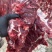 鲁西黄牛鲜牛肉自家宰的新鲜价格不高精修无油实物色