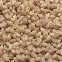 【农户种植】河南小麦精品麦仁品质可视频欢迎咨询