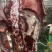 鲁西黄牛鲜牛肉自家宰的新鲜价格不高精修无油实物色