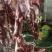 鲁西黄牛鲜牛肉自家宰的新鲜价格不高精修无油实物色