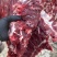 鲁西黄牛鲜牛肉自家宰的新鲜价格不高精修无油实物色