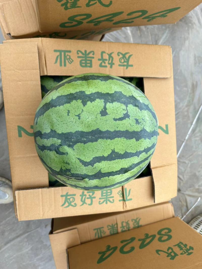 【精选】江苏盐城东台西瓜8424西瓜实力代办货源充足产地