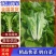 《快菜毛白菜》安徽快菜基地现货稳定货源常年供应