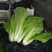 《快菜毛白菜》安徽快菜基地现货稳定货源常年供应