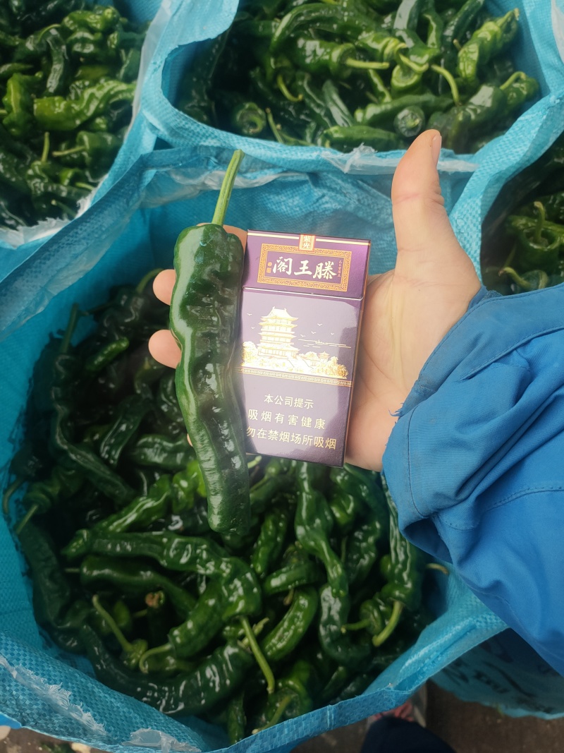 小皱皮万亩基地，龚垒直发全国各地区电商货对
