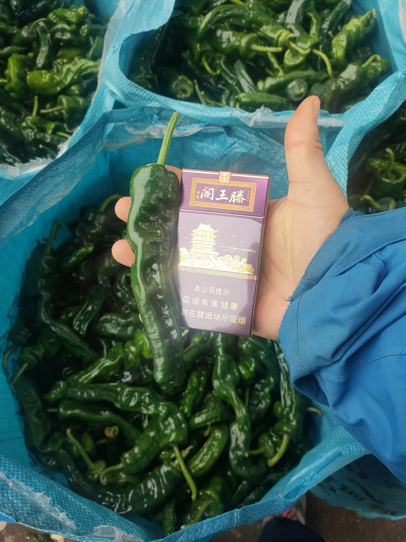小皱皮万亩基地，龚垒直发全国各地区电商货对