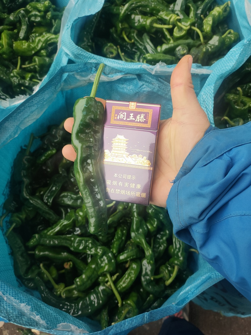 小皱皮万亩基地，龚垒直发全国各地区电商货对