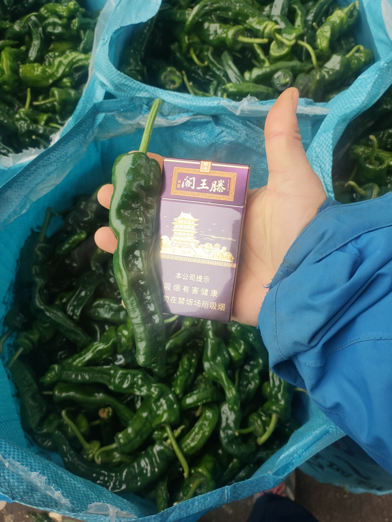 小皱皮万亩基地，龚垒直发全国各地区电商货对