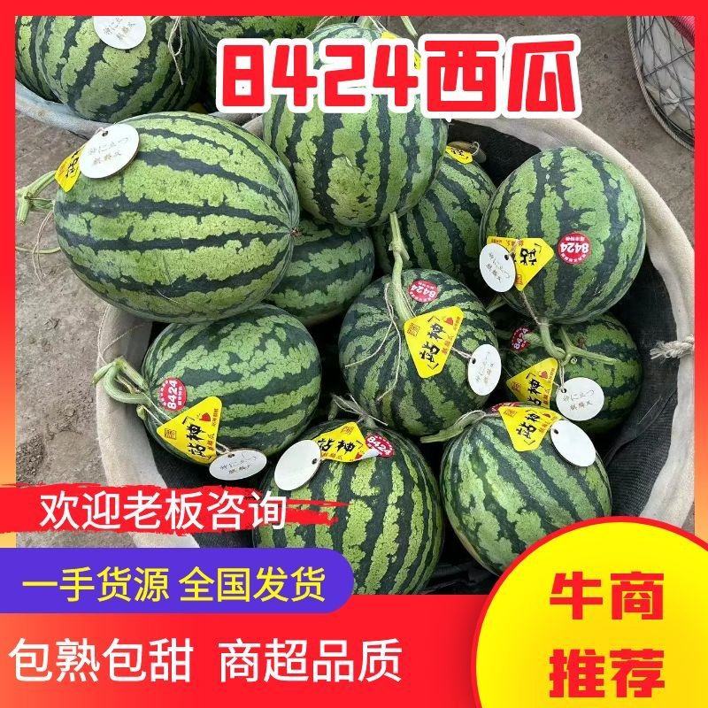 【精选】江苏盐城东台西瓜8424西瓜实力代办货源充足产地
