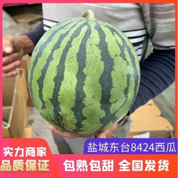 【推荐】江苏盐城东台西瓜8424西瓜实力代办货源充足产地
