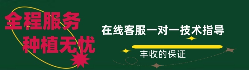 正品进口品种日本钢葱铁杆大葱种子厂家包邮