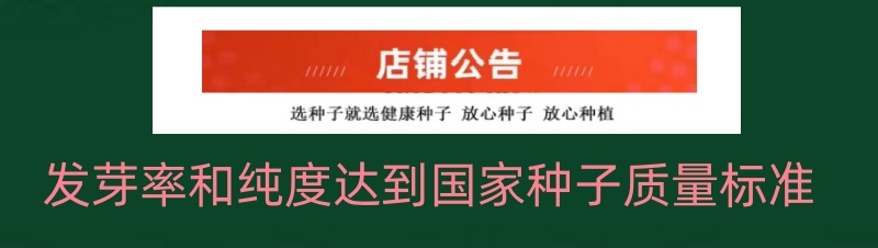 正品进口品种日本钢葱铁杆大葱种子厂家包邮