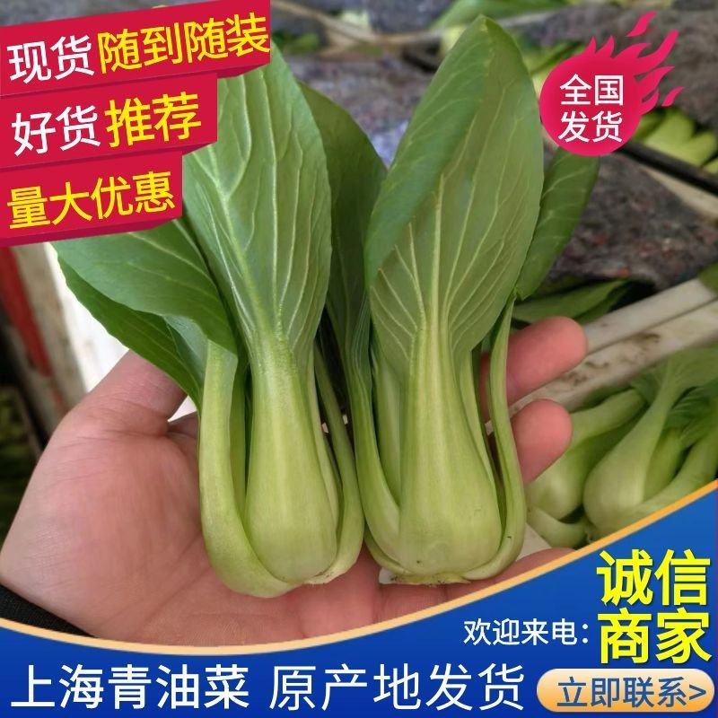 上海青小油菜《广东》基地现货常年供应全国发货量大优惠