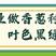 日本香葱四季种植进口品种大面积家庭盆栽包邮