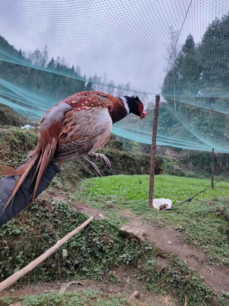 七彩山鸡