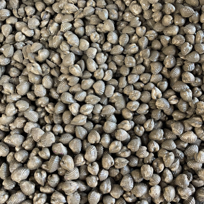 正宗饶平血蛤花蛤鲜活泥蚶银蚶非毛蚶大贝壳