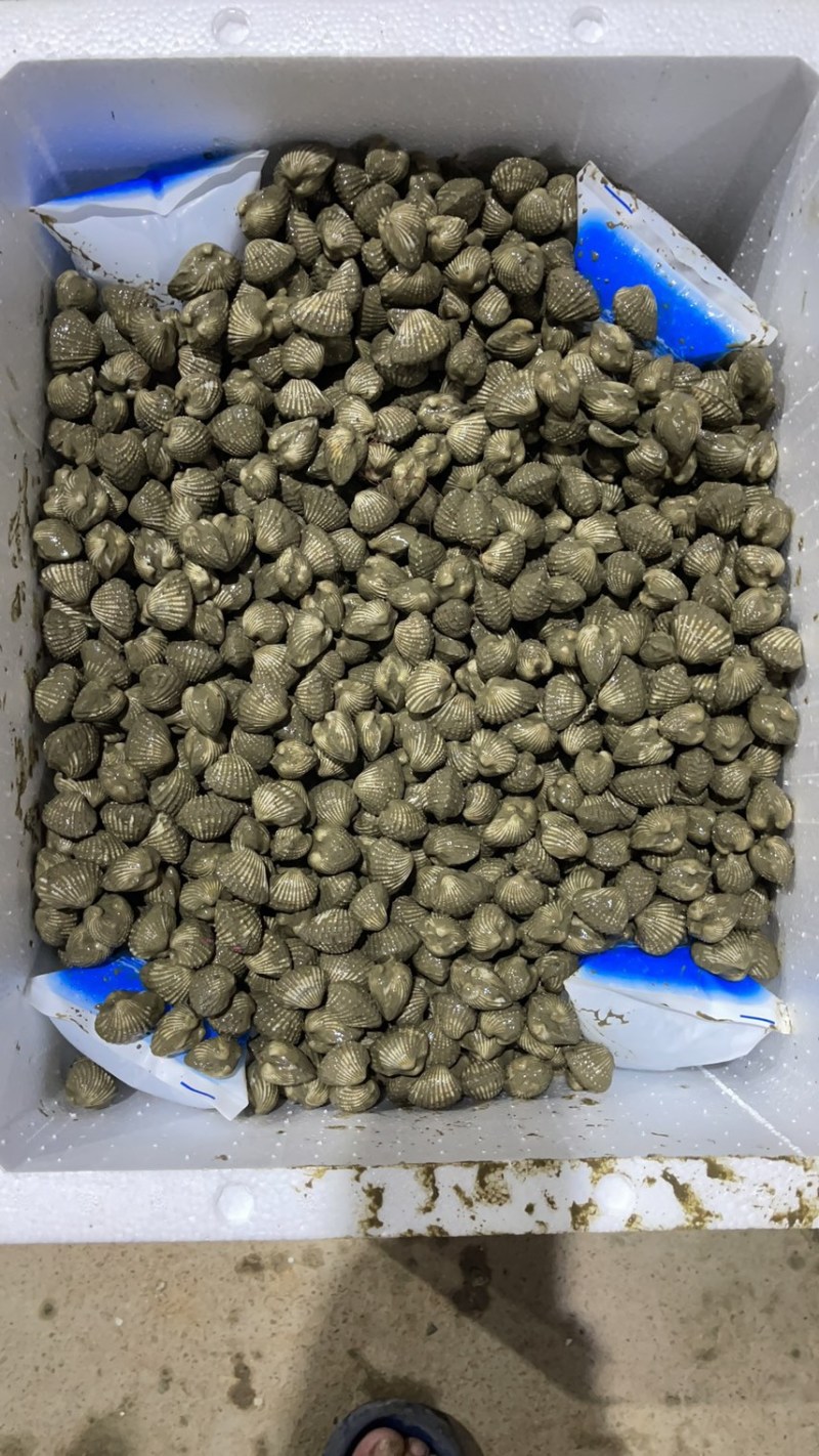 正宗饶平血蛤花蛤鲜活泥蚶银蚶非毛蚶大贝壳