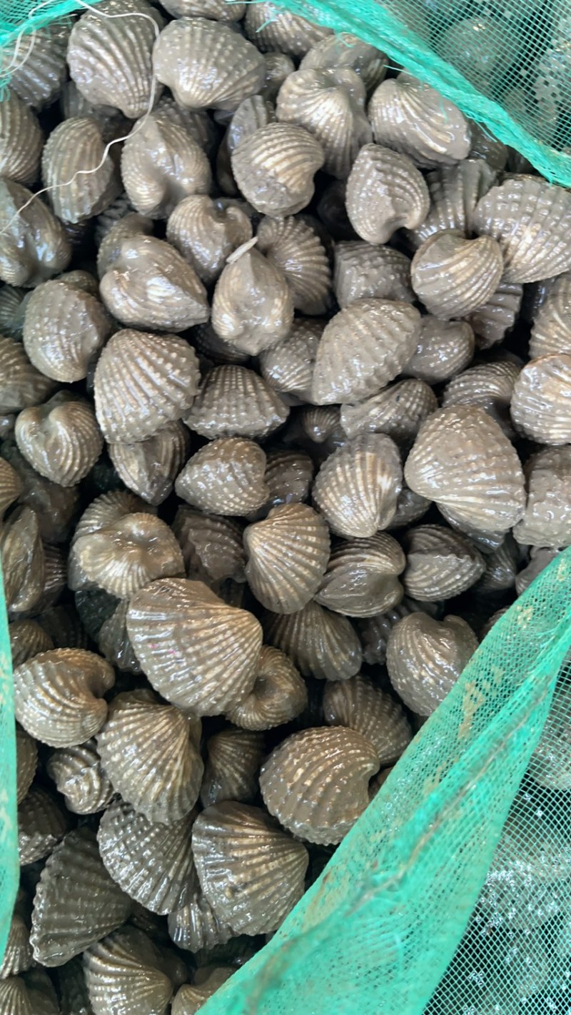 正宗饶平血蛤花蛤鲜活泥蚶银蚶非毛蚶大贝壳