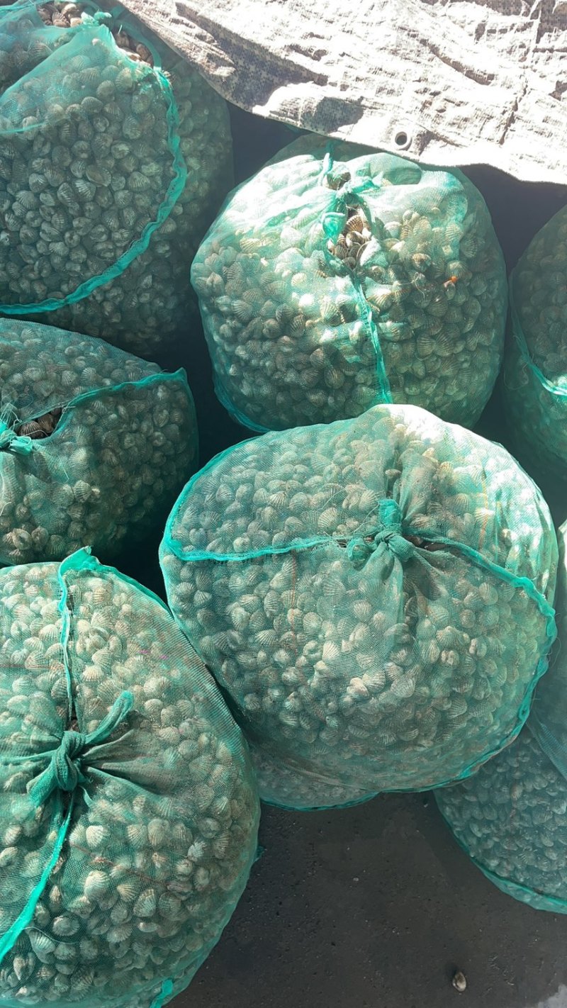 正宗饶平血蛤花蛤鲜活泥蚶银蚶非毛蚶大贝壳
