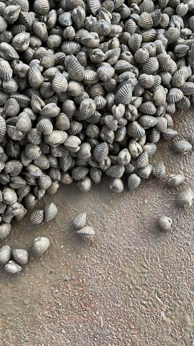 正宗饶平血蛤花蛤鲜活泥蚶银蚶非毛蚶大贝壳