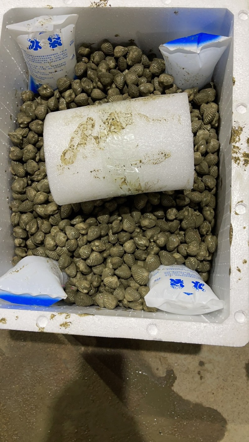 正宗饶平血蛤花蛤鲜活泥蚶银蚶非毛蚶大贝壳
