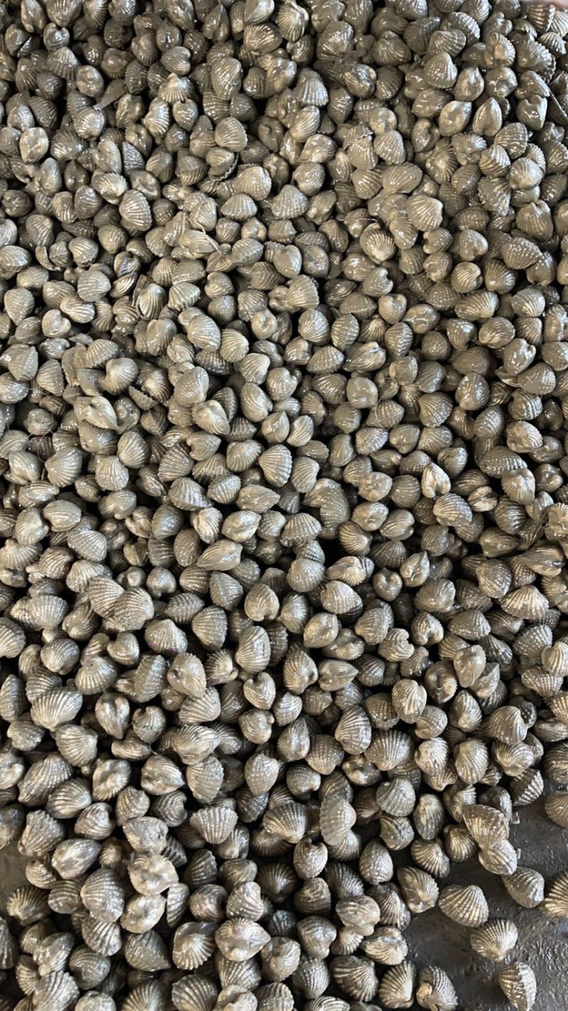 正宗饶平血蛤花蛤鲜活泥蚶银蚶非毛蚶大贝壳