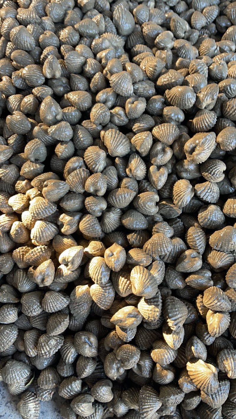 正宗饶平血蛤花蛤鲜活泥蚶银蚶非毛蚶大贝壳