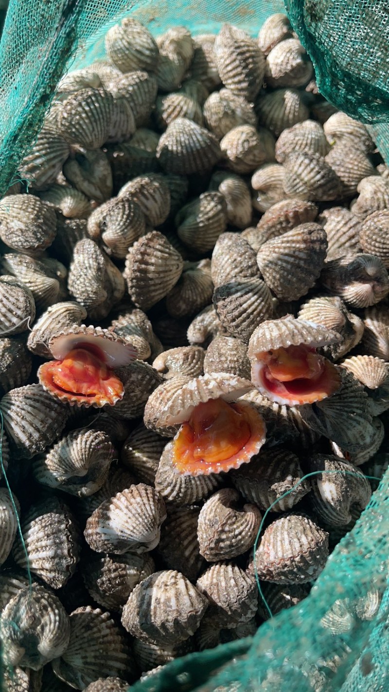 正宗饶平血蛤花蛤鲜活泥蚶银蚶非毛蚶大贝壳