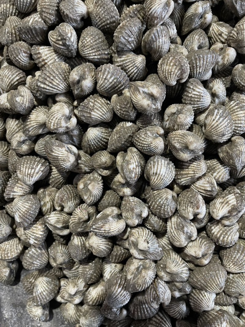 正宗饶平血蛤花蛤鲜活泥蚶银蚶非毛蚶大贝壳