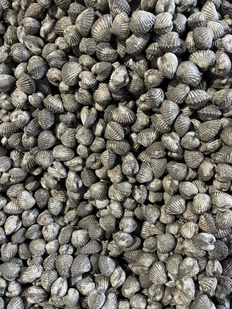 正宗饶平血蛤花蛤鲜活泥蚶银蚶非毛蚶大贝壳