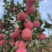 苹果山东红富士苹果大量供应中口感脆甜支持全国代购代发