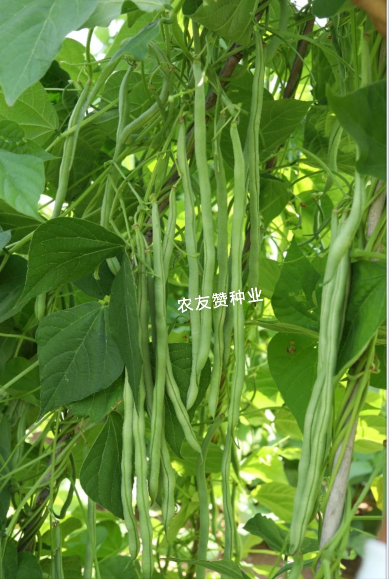宇航长龙一号泰国无筋架豆王种子四季豆种子菜豆种子肉豆角