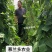 宇航长龙一号泰国无筋架豆王种子四季豆种子菜豆种子肉豆角